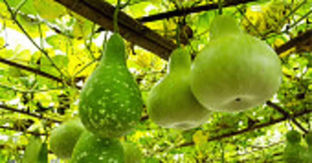 दाँत के कीड़े की घरेलू दवा कड़वी लौकी के उपयोग ,फायदे और नुकसान