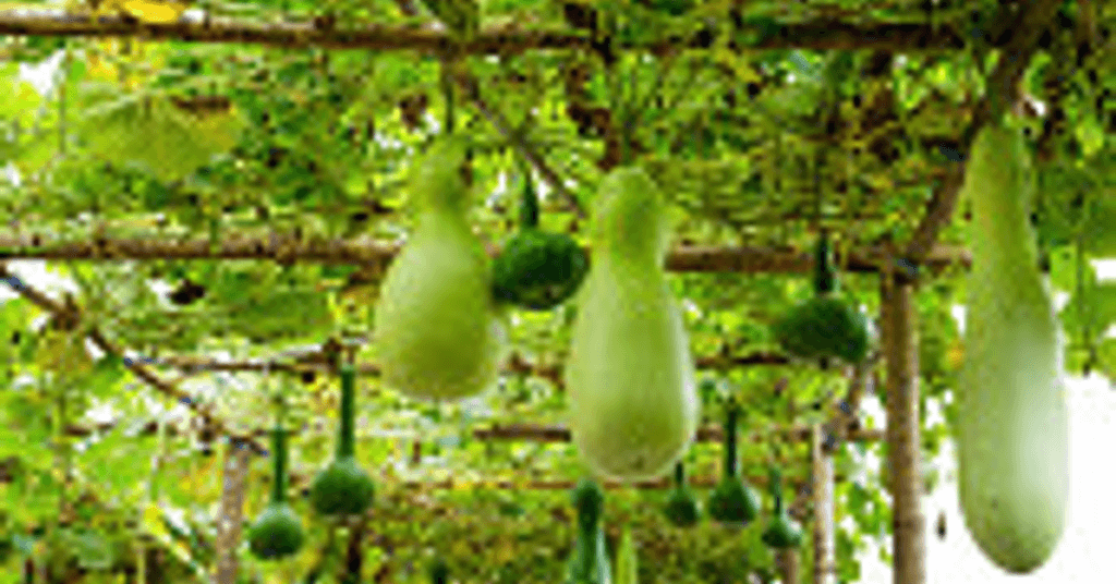 दाँत के कीड़े की घरेलू दवा कड़वी लौकी के उपयोग ,फायदे और नुकसान