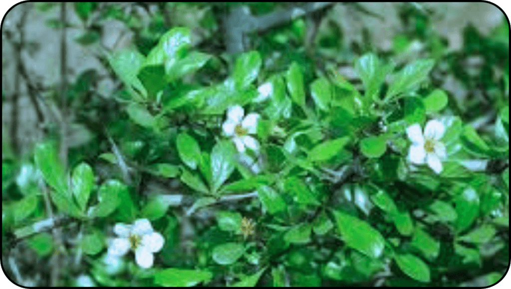 अधकपारी की घरेलू दवा मदनफल के उपयोग, फायदे और नुकसान