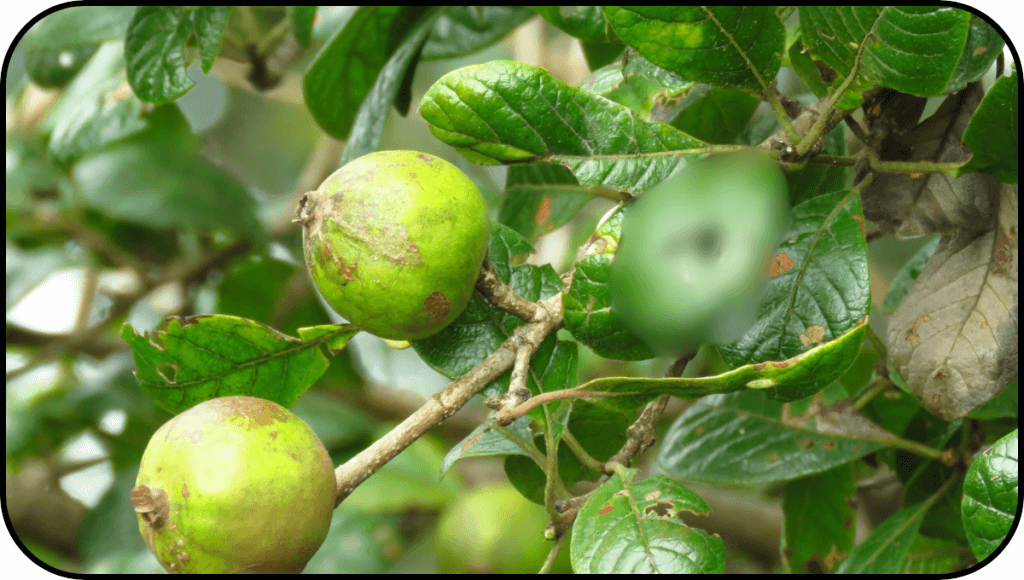 अधकपारी की घरेलू दवा मदनफल के उपयोग, फायदे और नुकसान