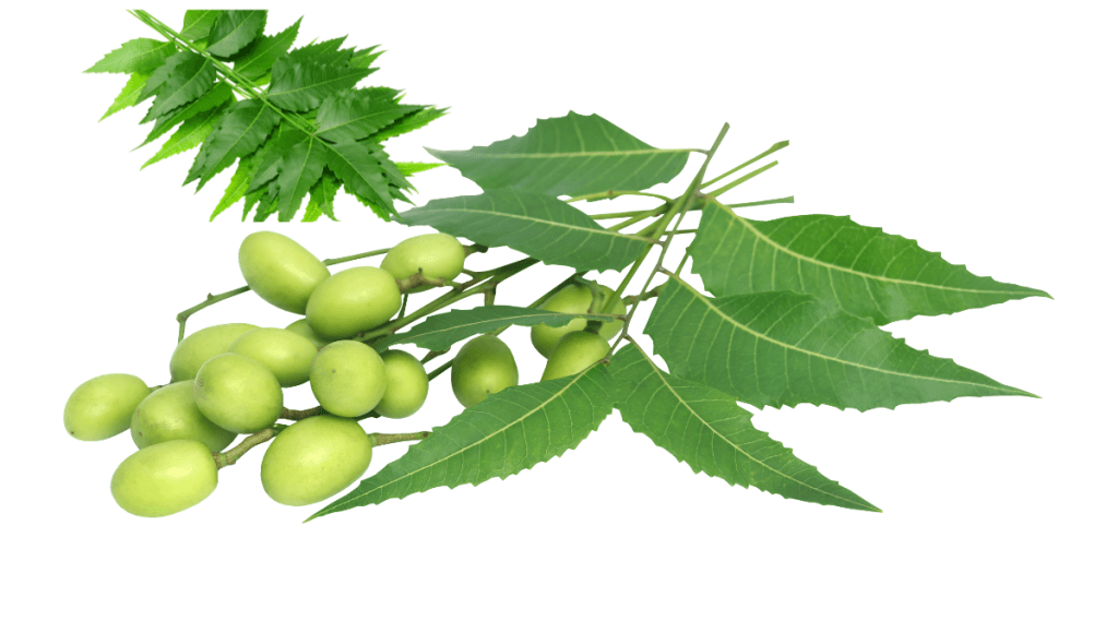 आंखों की रोशनी बढ़ाने की घरेलू दवा नीम के उपयोग फायदे और नुकसान