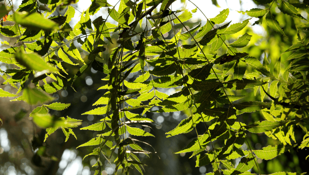 आंखों की रोशनी बढ़ाने की घरेलू दवा नीम के उपयोग फायदे और नुकसान