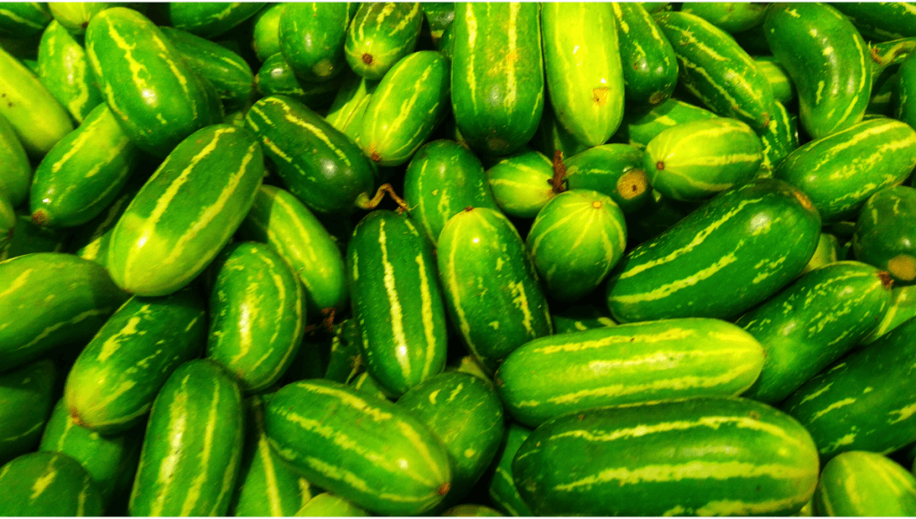 चमत्कारिक कुंदरू के उपयोग , फायदे और नुकसान