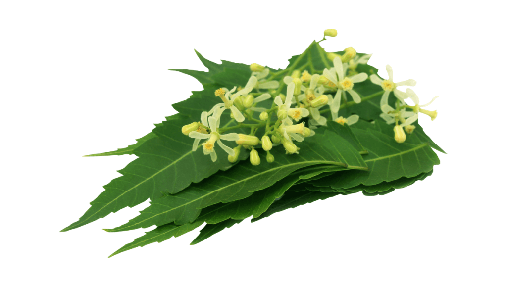 आंखों की रोशनी बढ़ाने की घरेलू दवा नीम के उपयोग फायदे और नुकसान