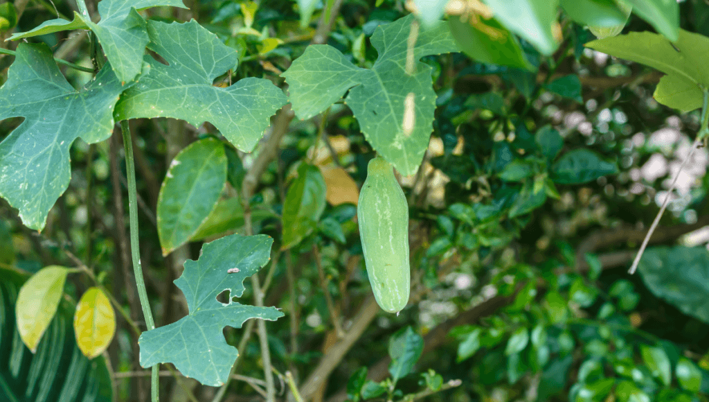 चमत्कारिक कुंदरू के उपयोग , फायदे और नुकसान