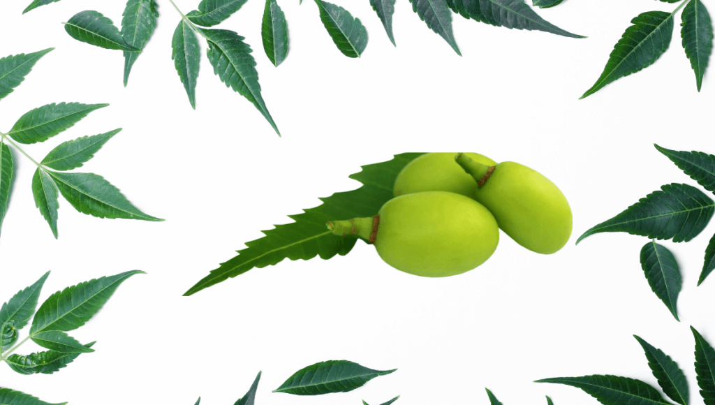 आंखों की रोशनी बढ़ाने की घरेलू दवा नीम के उपयोग फायदे और नुकसान