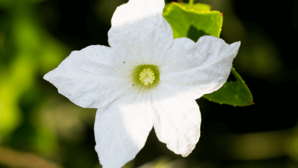 चमत्कारिक कुंदरू के उपयोग , फायदे और नुकसान