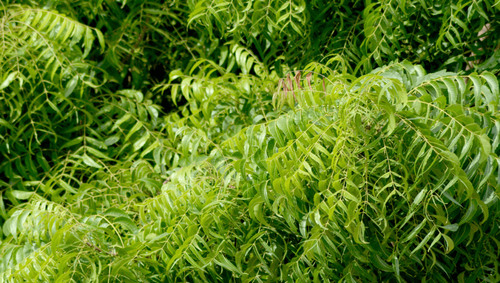 आंखों की रोशनी बढ़ाने की घरेलू दवा नीम के उपयोग फायदे और नुकसान