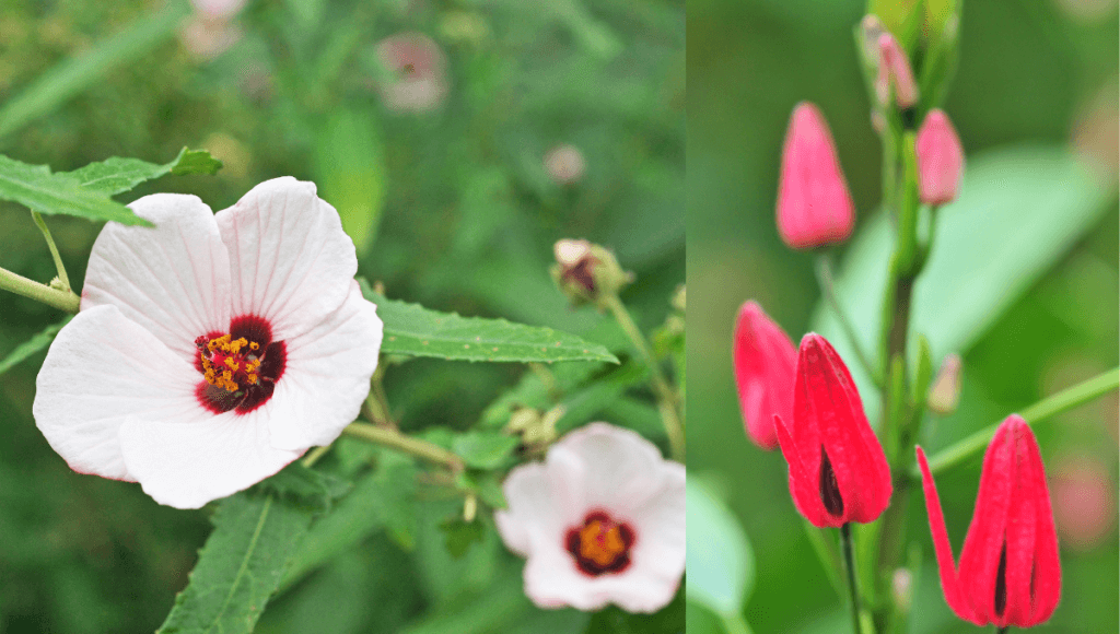 खूनी और बादी बवासीर के लक्षण और उपचार