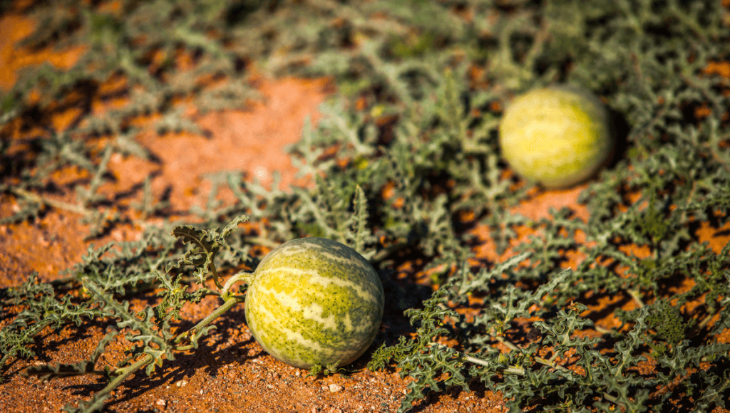 पीलिया(कामला) की दवा इन्द्रायण के फायदे और नुकसान