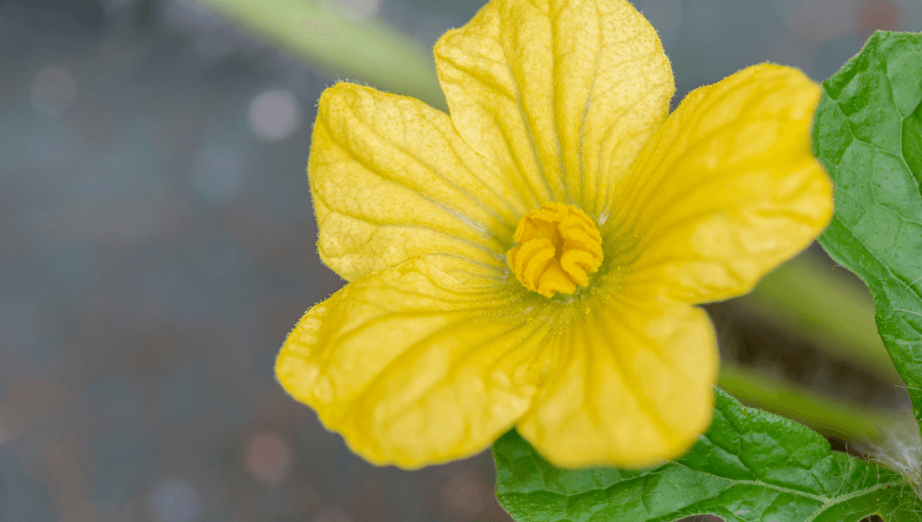 पीलिया(कामला) की दवा इन्द्रायण के फायदे और नुकसान