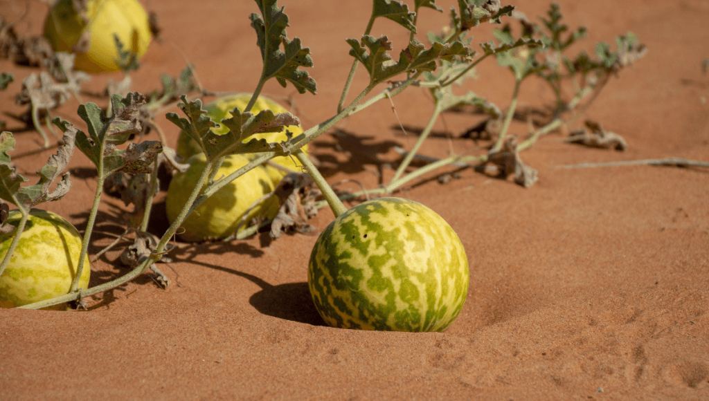 पीलिया(कामला) की दवा इन्द्रायण के फायदे और नुकसान