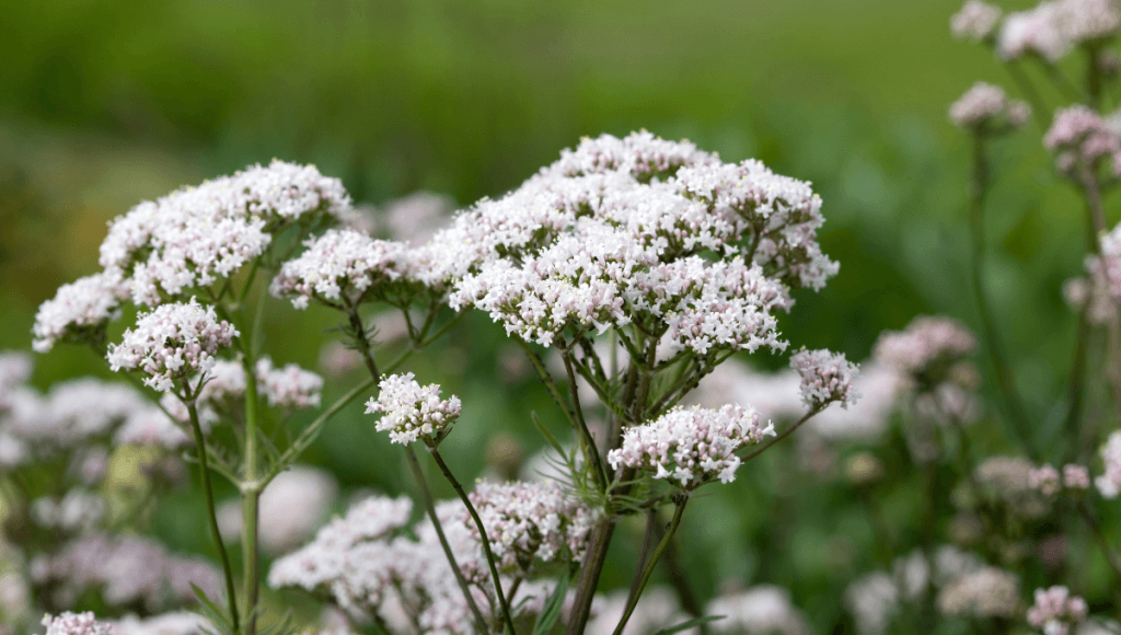 नींद न आने की समस्या को दूर करने की दवा तगर के फायदे और नुकसान