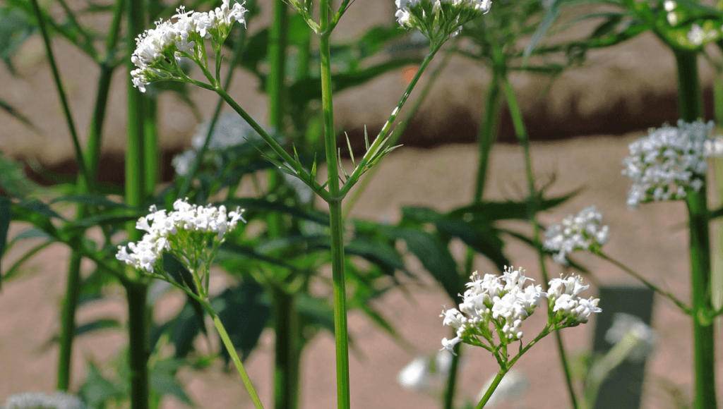 नींद न आने की समस्या को दूर करने की दवा तगर के फायदे और नुकसान