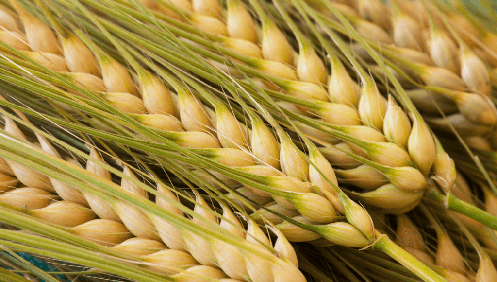 जानिए जौ के फायदे ,नुकसान ,तासीर और करें बीमारियों की छुट्टी