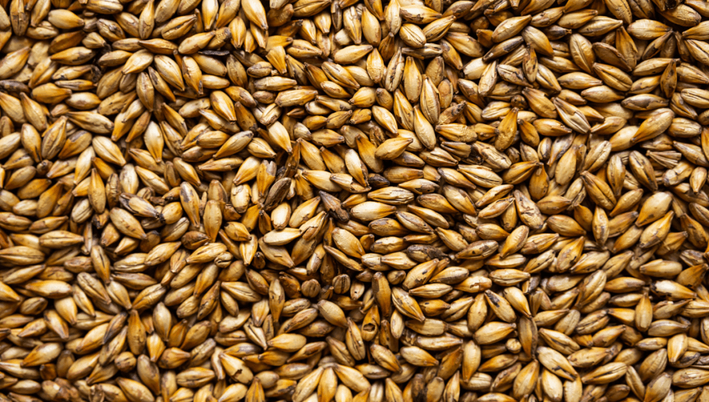 जानिए जौ के फायदे ,नुकसान ,तासीर और करें बीमारियों की छुट्टी