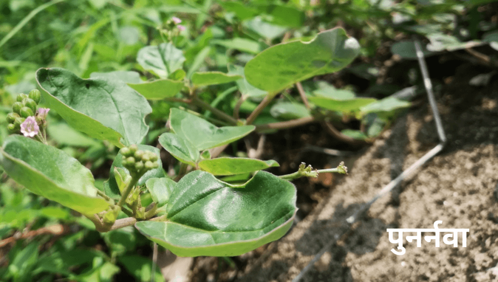 लीवर और किडनी की समस्या को खत्म करने की आयुर्वेदिक दवा पुनर्नवा के फायदे और नुकसान