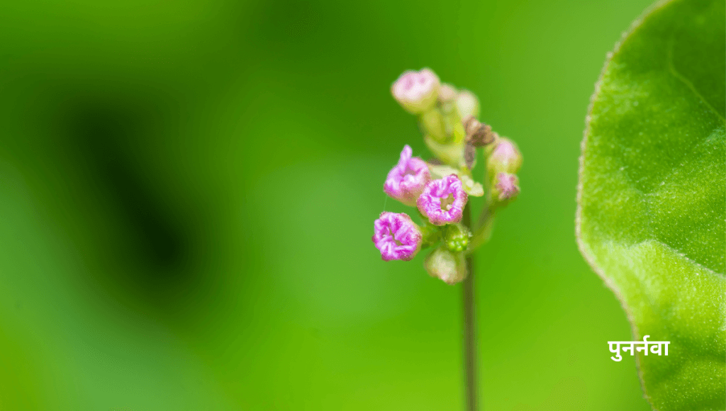 लीवर और किडनी की समस्या को खत्म करने की आयुर्वेदिक दवा पुनर्नवा के फायदे और नुकसान
