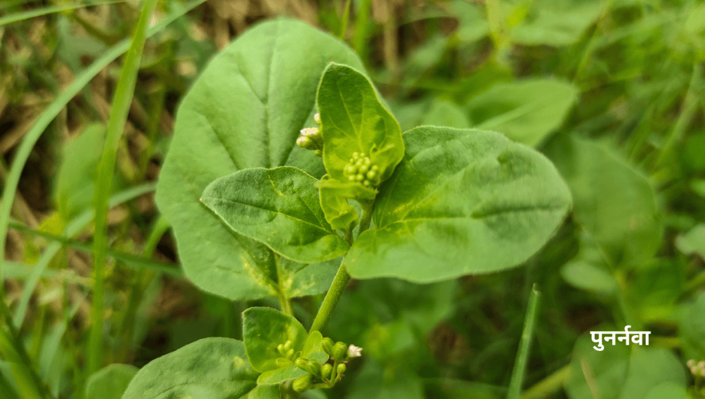 लीवर और किडनी की समस्या को खत्म करने की आयुर्वेदिक दवा पुनर्नवा के फायदे और नुकसान