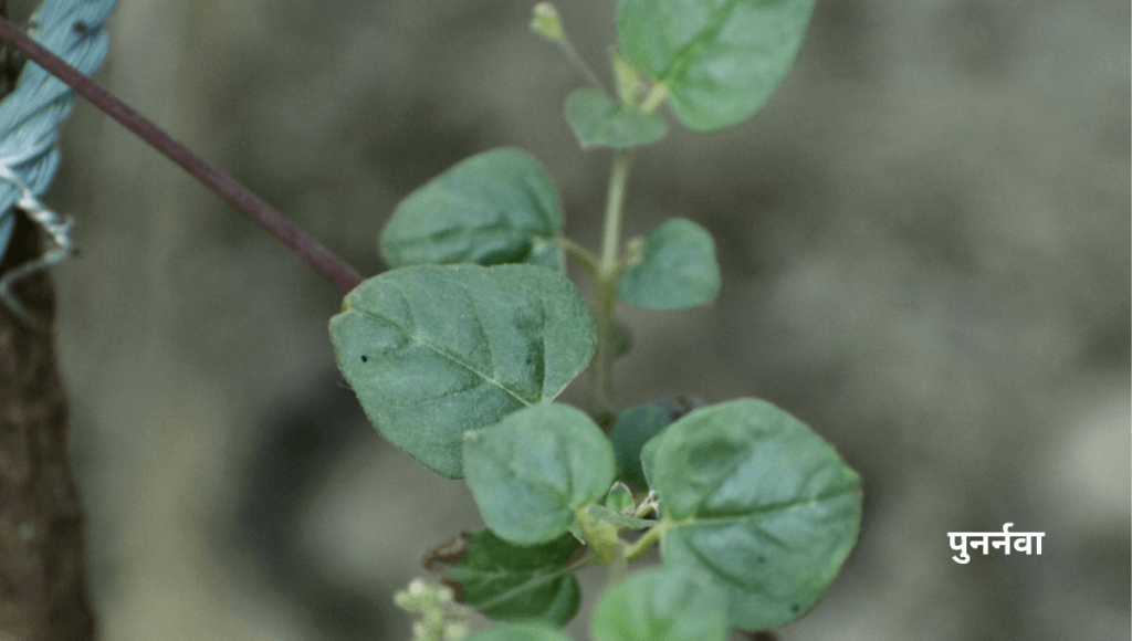 लीवर और किडनी की समस्या को खत्म करने की आयुर्वेदिक दवा पुनर्नवा के फायदे और नुकसान