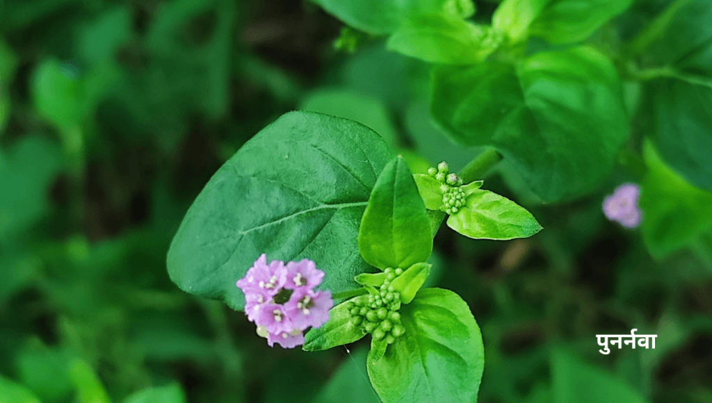 लीवर और किडनी की समस्या को खत्म करने की आयुर्वेदिक दवा पुनर्नवा के फायदे और नुकसान