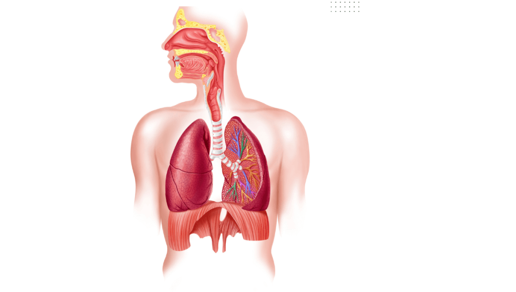 अभ्रक भस्म के महत्वपूर्ण फायदे , नुकसान और लेने की विधि