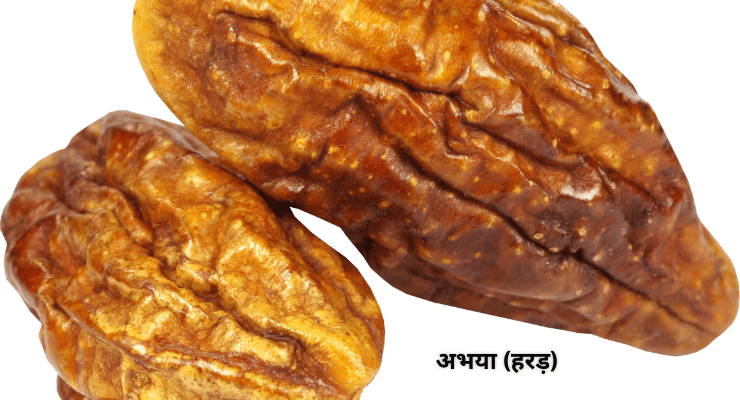 पेट की गैस, कब्ज और कीड़े का रामबाण आयुर्वेदिक इलाज: अभया और मुस्ता से बनाएं यह आसान नुस्खा