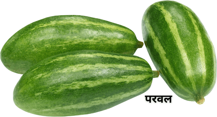 परवल और परमल: उत्तर भारत की भूली हुई सेहत का खजाना, जानिए क्यों है जरूरी इन्हें डाइट में शामिल करना
